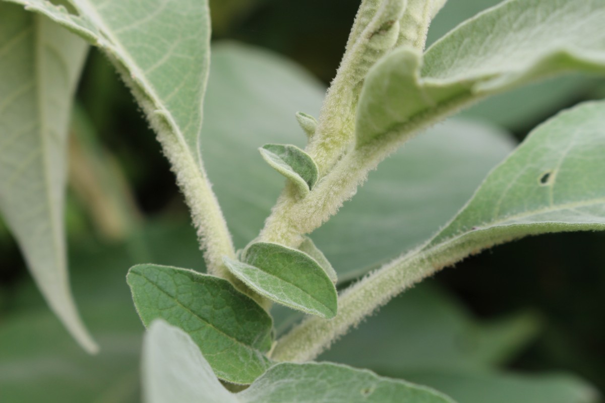 Solanum mauritianum Scop.